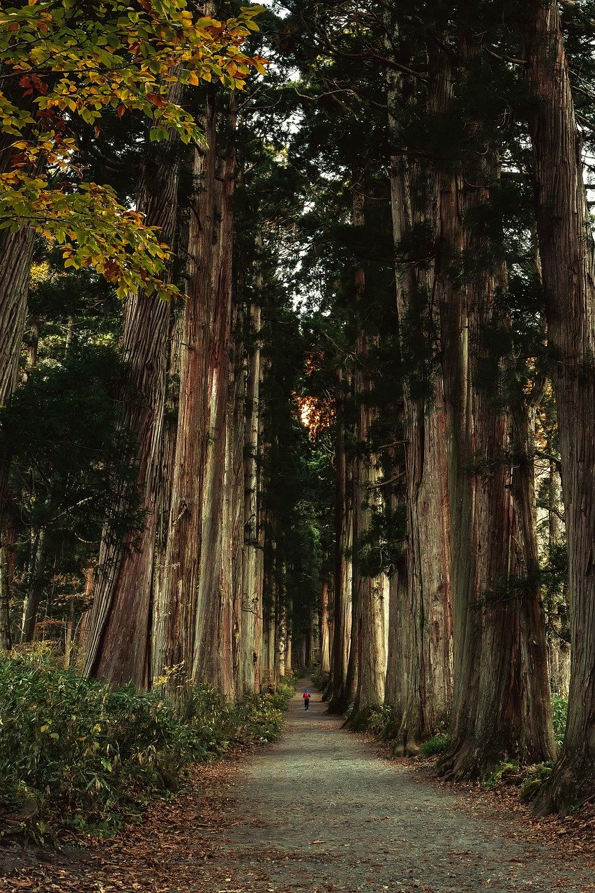 cedar trees, togakushi shrine okusha approach, japan-8393833.jpg